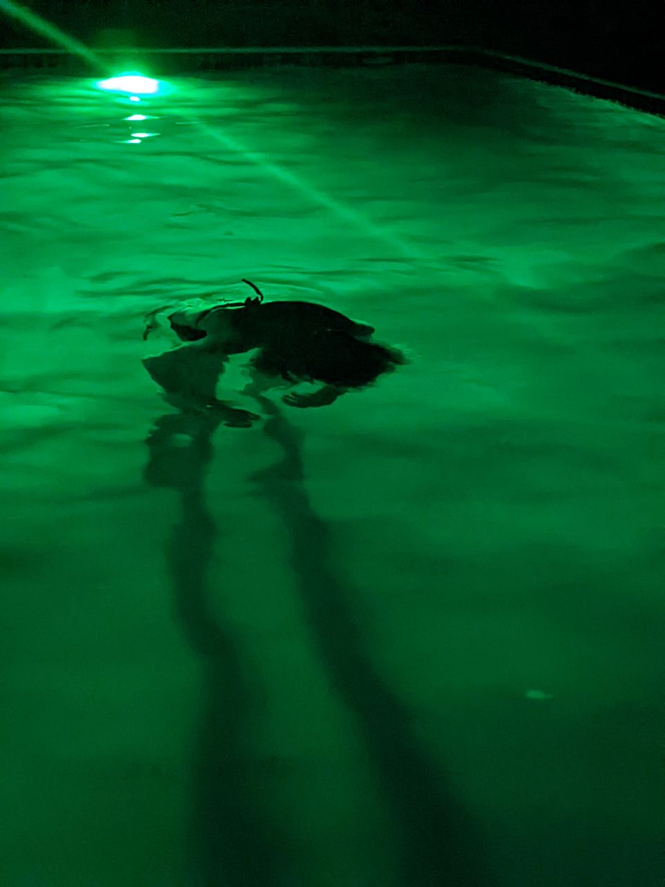 a body floats in a blue-green watery pool with their arms at their sides, casting a shadow